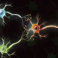 دانشمندان از سلولهای مغز انسان رایانه میسازند