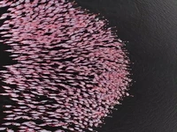 شگفتی دیدنی فلامینگو ها در تالاب میانکاله