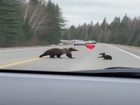 لحظه بامزه در جاده جنگل؛ بازی بچه خرس با بادکنک