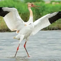 پاییز آمد ولی خبری از «امید» نشد