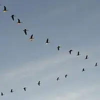 آغاز ورود پرندگان مهاجر به کرمانشاه