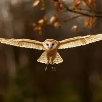 سکوت شگفت انگیز جغد در هنگام پرواز!