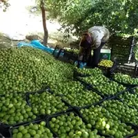 پیش‌بینی تولید ۲ هزار تن لیموشیرین در کرمانشاه