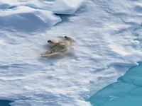 لذت بردن خرس قطبی از سر خوردن روی برف