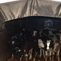 کشف گوساله قاچاق در عملیات پلیس اسلام‌آبادغرب