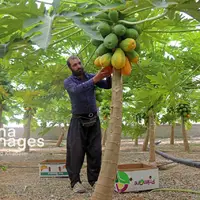 مزرعه «پاپایا»