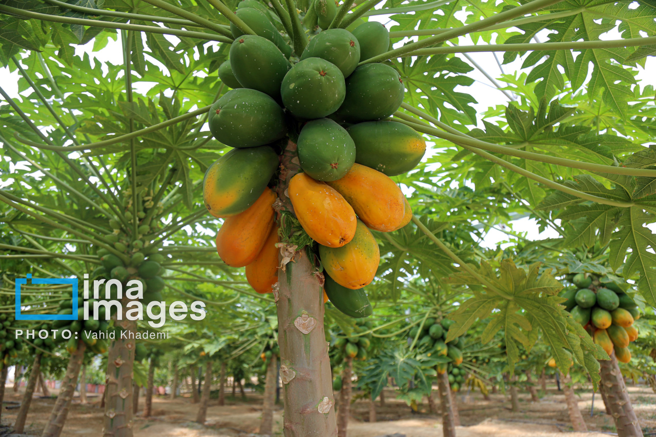 مزرعه «پاپایا»