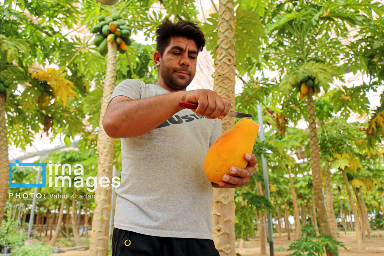 مزرعه «پاپایا»