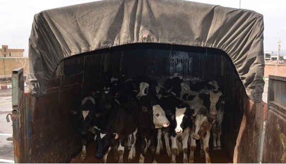 کشف گوساله قاچاق در عملیات پلیس اسلام‌آبادغرب