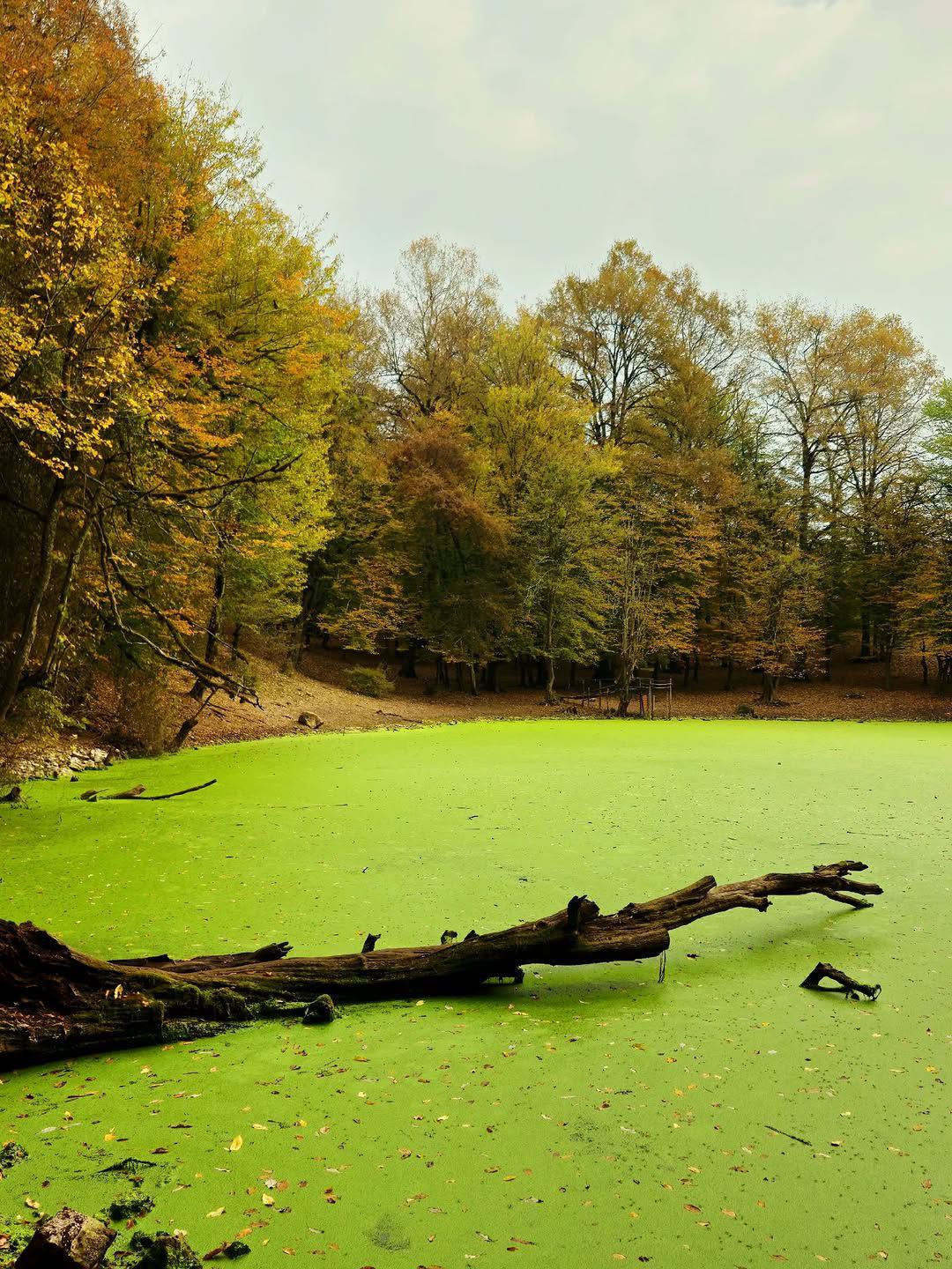 مرداب هسل در مازندران