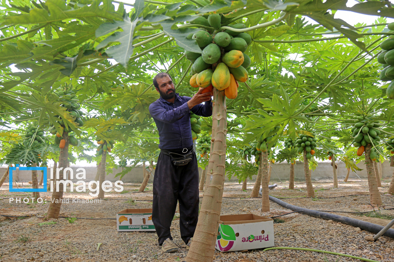 مزرعه «پاپایا»
