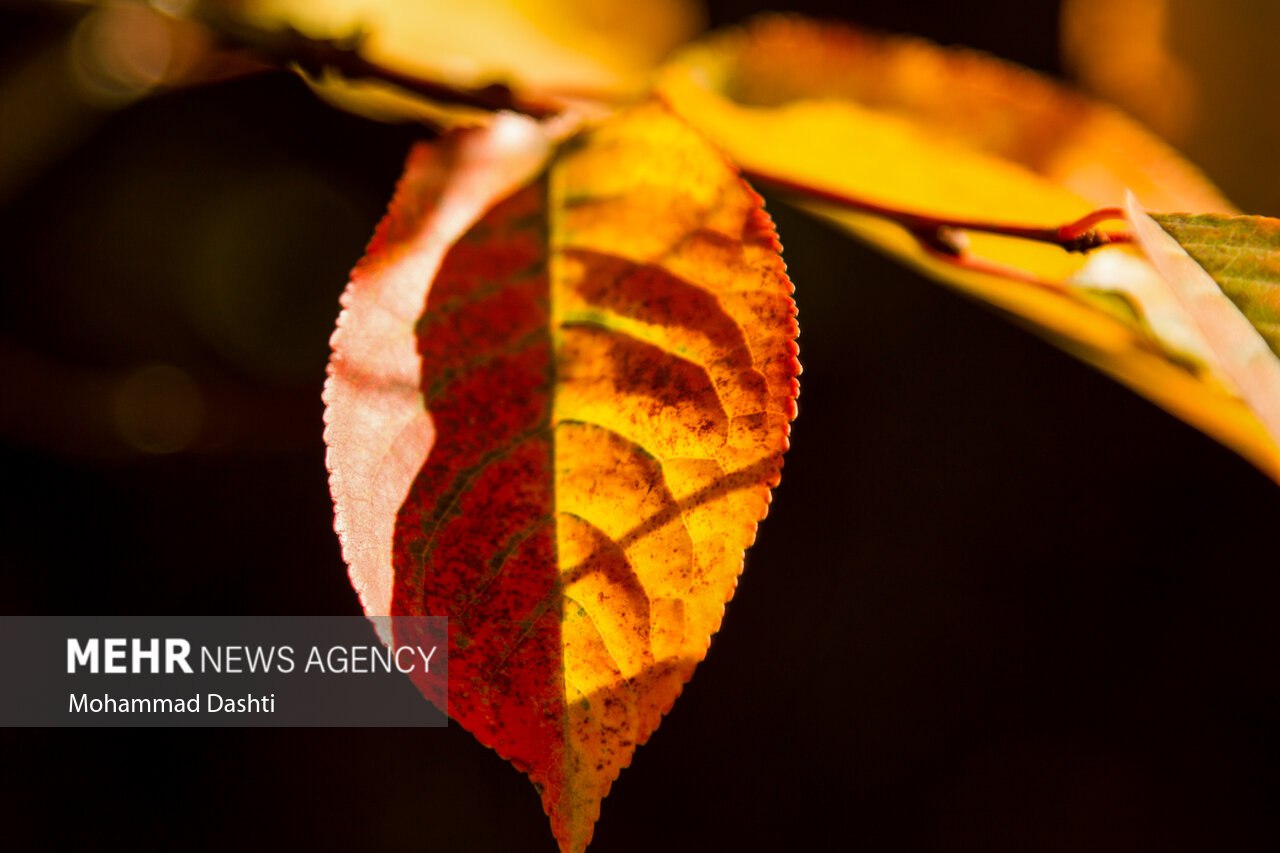  طبیعت پاییزی مسیر نمین - عنبران