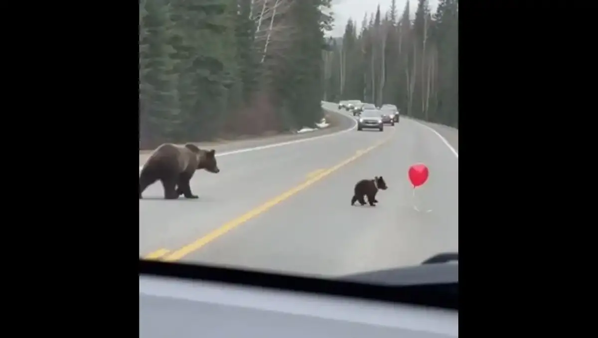 لحظه‌ی خنده‌دار بادکنک‌بازی خرس کوچک در مسیر خودروها