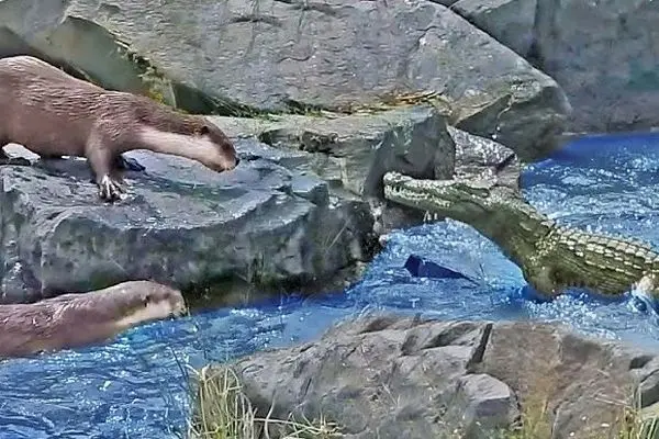 درگیری تمساح خشمگین با سمور‌ها