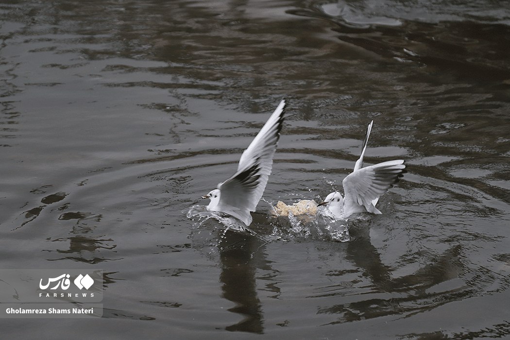 کاکایی، مهمان چشمه کیله تنکابن