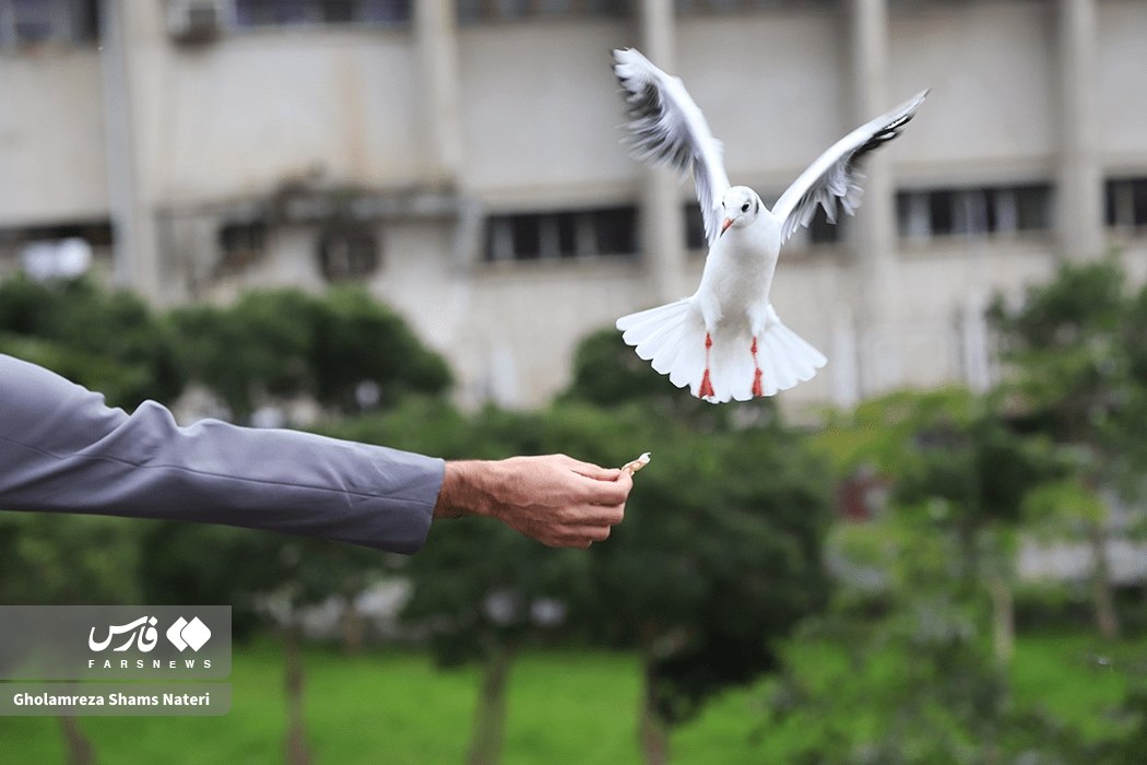 کاکایی، مهمان چشمه کیله تنکابن