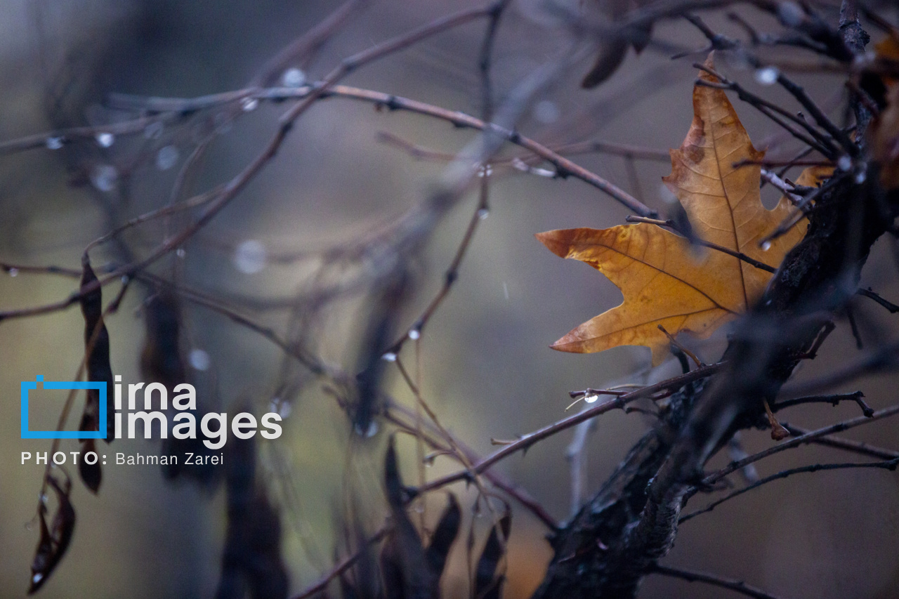 بارش باران پاییزی در کرمانشاه