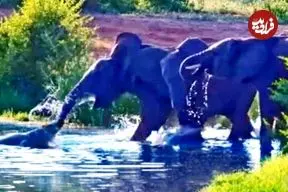 تلاش های یک کروکودیل برای شکار فیل ها!