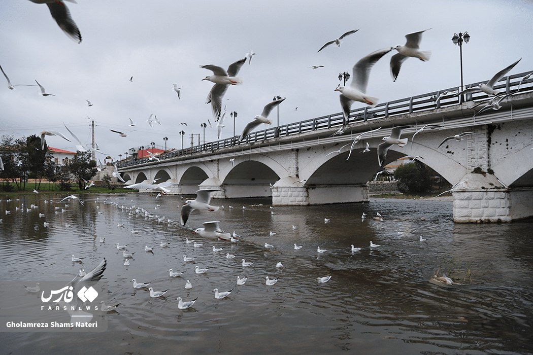 کاکایی، مهمان چشمه کیله تنکابن
