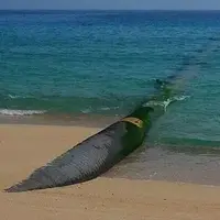 رئیسجمهور: انتقال آب دریا به فلات مرکزی اقدامی اضطراری برای حفاظت از زایندهرود بود