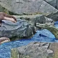 درگیری تمساح خشمگین با سمور‌ها