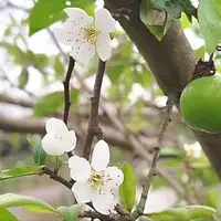 به بار نشستن درخت آلوچه در صومعه‌سرا