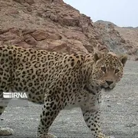 مشاهده پلنگ ایرانی در الموت قزوین