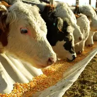 معضل کمبود نهاده دامی همچنان پابرجاست