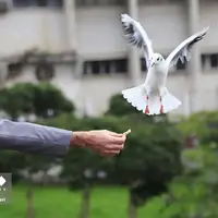 کاکایی، مهمان چشمه کیله تنکابن