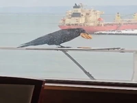 کلاغ باهوش و بار زدنِ تمام بیسکوئیت هادر یک پرواز