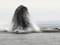 تصاویر خیره کننده از یک نهنگ گوژپشت