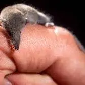  جانوری که با گوشهایش می بیند!