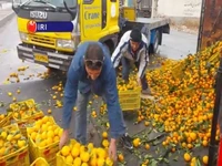 ویدئویی از واژگونی کامیون حامل مرکبات 