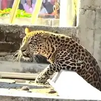 زمین‌گیر شدن پلنگ پس از حمله به ۷ نفر در منطقه مسکونی