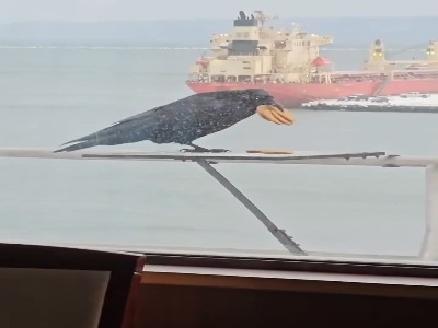 کلاغ باهوش و بار زدنِ تمام بیسکوئیت هادر یک پرواز