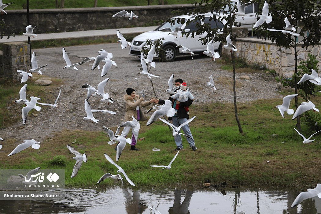 کاکایی، مهمان چشمه کیله تنکابن