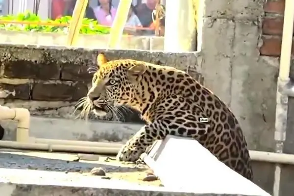 زمینگیر شدن پلنگ پس از حمله به ۷ نفر در منطقه مسکونی