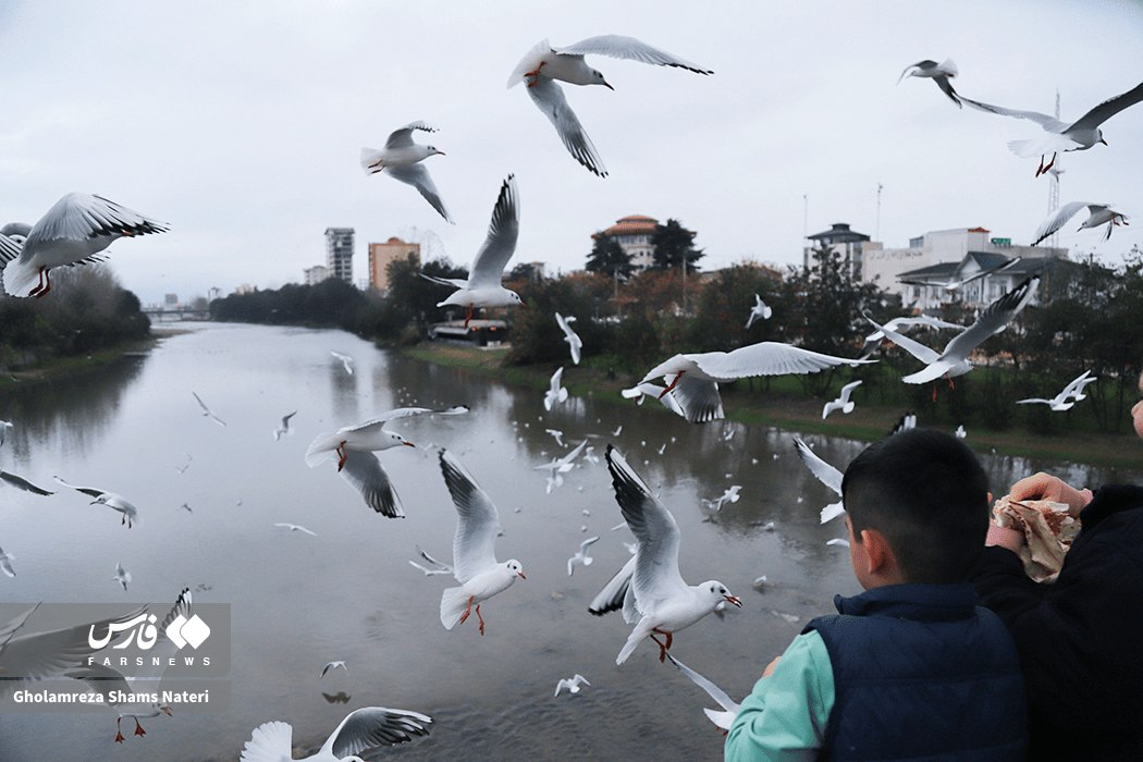 کاکایی، مهمان چشمه کیله تنکابن