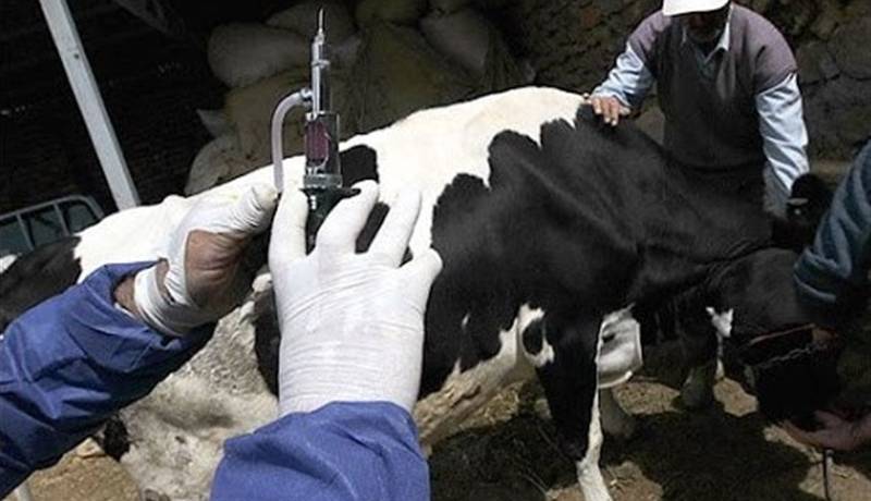 رئیس دامپزشکی: تب برفکی در ایران کنترل شد