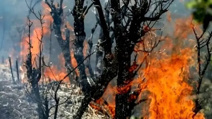 شکارچیان غیر مجاز عامل احتمالی آتشسوزی الیت