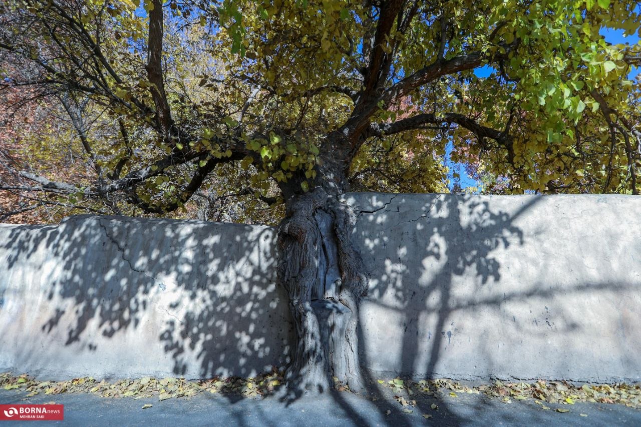 پاییز در محلات؛ پایتخت گل ایران