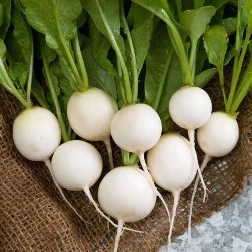 هرگز این افراد ترب نخورند!