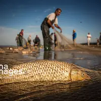 صید ماهیان استخوانی از دریای خزر ۱۵ درصد افزایش یافت