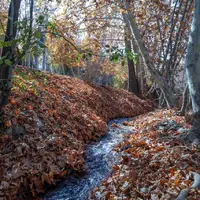 پاییز در محلات؛ پایتخت گل ایران