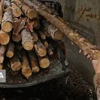 کشف ۱۸ تن چوب قاچاق در غرب گیلان