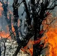 شکارچیان غیر مجاز عامل احتمالی آتشسوزی الیت