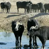 لحظه مرگ دو گاو بر اثر برق گرفتگی در خیابان