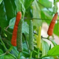 خواص دارالفلفل