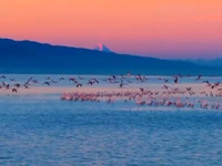 پرواز فلامینگوها با چشم‌انداز دماوند در میانکاله