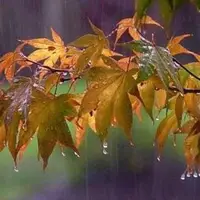 سردشت با ۱۱۵ میلی متر پیشتاز ثبت بارشها